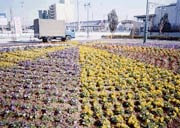 写真:花が見栄えするように周辺を整える
