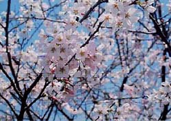 写真:神代曙(ジンダイアケボノ)