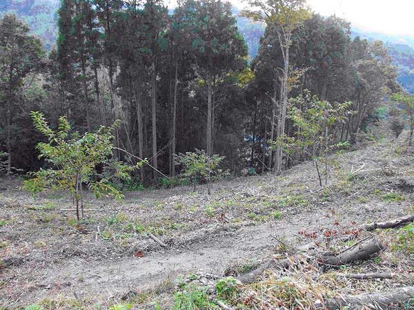 写真:鋸南町桜の育苗委託(2006年度)