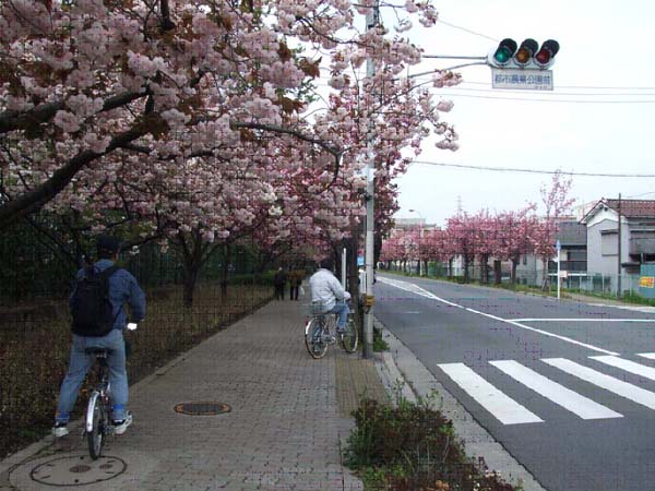 写真:実施内容