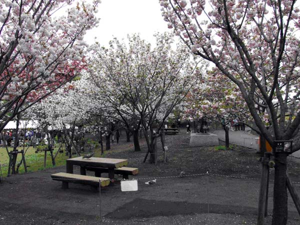 写真:足立区里帰り桜育苗委託