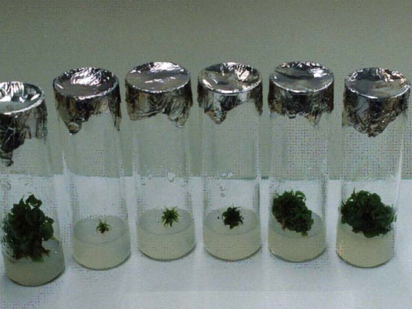写真:組織培養の継代培養の個体差(2006年度)