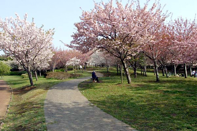 写真：桜の名所づくりとは