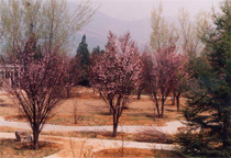 写真：「北京植物園」に育つ桜（平成2年頃）