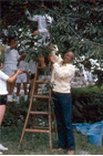 写真：小学生と桜の種子を採取するジェファーソン博士