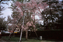 写真：昭和天皇陛下在位60年記念植樹　皇居乾門