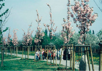 写真：ベルリンの壁跡に寄贈した桜（ドイツ）写真は1996年頃