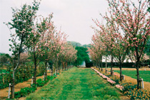 写真：「十色桜の並木」 （写真は2001年頃）