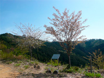 写真：「後世に残る桜の名所づくりモデル事業」京都綾部市 写真は2009年