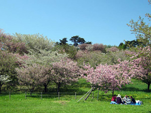 写真：日本国花苑（秋田県井川町）