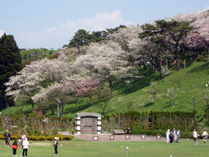 写真：日本国花苑（秋田県井川町）