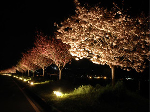 写真：天龍峡桜街道（長野県飯田市）