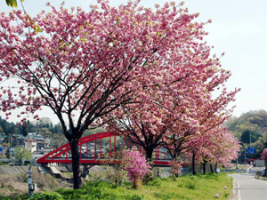 写真：天龍峡桜街道（長野県飯田市）