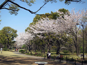 写真：北の丸公園（東京都千代田区）