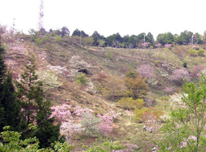 写真：かんざき桜の山桜華園（兵庫県神河町）