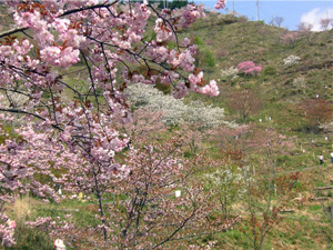 写真：かんざき桜の山桜華園（兵庫県神河町）