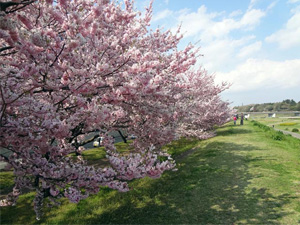 写真：思川緑地（栃木県小山市）