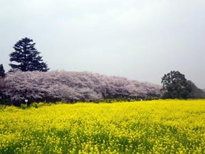 写真：権現堂桜堤（埼玉県幸手市）