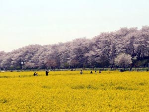 写真：権現堂桜堤（埼玉県幸手市）