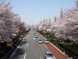 写真：大学通りの桜並木（東京都国立市）