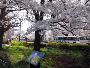 写真：大学通りの桜並木（東京都国立市）