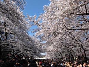 写真：上野恩賜公園（東京都台東区）