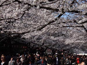 写真：上野恩賜公園（東京都台東区）