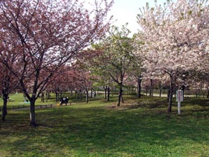 写真：千葉県立青葉の森公園（千葉県千葉市）