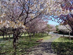 写真：千葉県立青葉の森公園（千葉県千葉市）