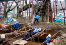 写真：樹勢回復工事