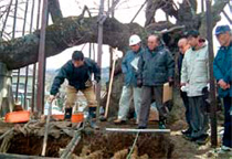 写真：樹勢回復工事