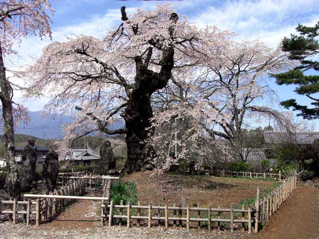 写真：樹勢回復工事