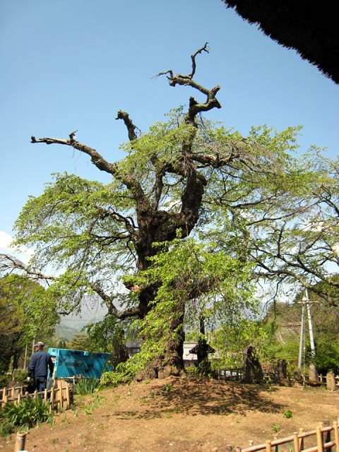 写真：地上部の状況