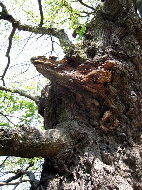 写真：地上部の状況