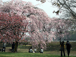 写真：池の周辺に桜を植栽した「憩いの広場」