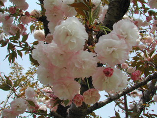 写真:花笠 ハナガサ