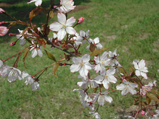 写真：稚木の桜　ワカキノサクラ
