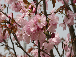 写真:奥州里桜 オウシュウサトザクラ