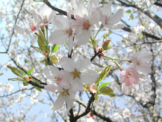 写真：紅鶴桜　ベニヅルザクラ