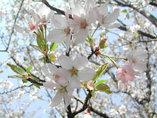 写真:紅鶴桜 ベニヅルザクラ