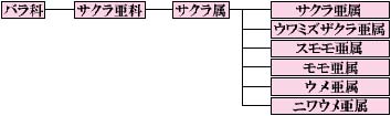 日本以外にも桜は自生してるの？