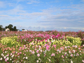 写真：約1億本が咲き乱れる「コスモス公苑」