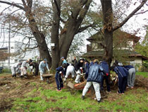 写真：茨城県水戸市　徳川斉昭公お手植えの桜の樹勢回復作業を高校生と実施