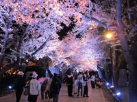写真：夜桜見物の様子
