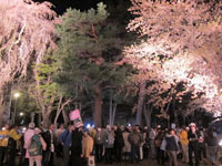 写真：夜桜見物の様子