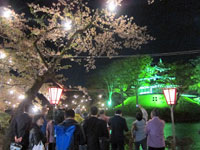 写真：ライトアップされた高田城と桜