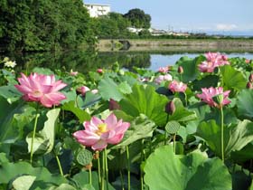 写真：長池オアシス管理会