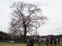 写真：万燈桜