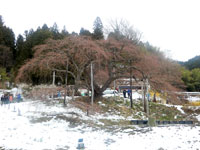 写真：中島の地蔵桜