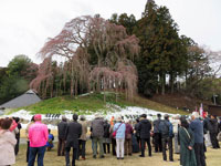 写真：合戦場のしだれ桜